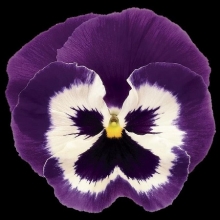 Виола крупноцветковая Экстрада Виолет Фэйс [1000 шт] - ООО «Семена Тут»