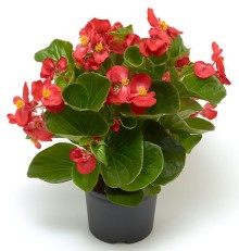 img-1: Бегония гибридная Топхэт Скарлет [100 драже] - ООО «Семена Тут»