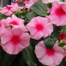 Катарантус ампельный Кора Каскад Строберри [1000 шт] - ООО «Семена Тут»