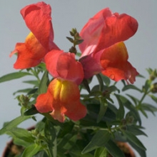 Львиный зев Снэппи Оранж [1000 шт] - ООО «Семена Тут»