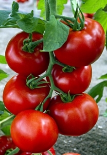 Томат Задурелла F1 (Максимильян F1) - ООО «Семена Тут»