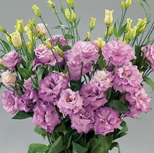 Эустома Супер Мэджик Лилак [250 шт] - ООО «Семена Тут»