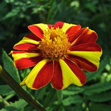 Бархатцы отклоненные немахровые Джолли Джестер - ООО «Семена Тут»