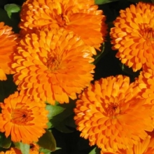 Календула пацифик Абрикосовая красавица - ООО «Семена Тут»