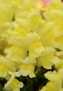 img-1: Львиный зев Снэпшот Еллоу [1000 шт] - ООО «Семена Тут»