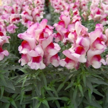 Львиный зев Снэппи Орхид Флейм [1000 шт] - ООО «Семена Тут»