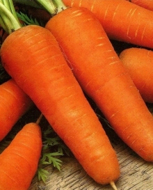 img-1: Морковь Шантенэ Роял (фракция 1,4-1,6 мм) - ООО «Семена Тут»