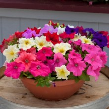 Петуния грандифлора Призм микс [1000 драже] - ООО «Семена Тут»