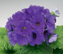 Примула обконика Либре Дип Блю [1000 шт] - ООО «Семена Тут»