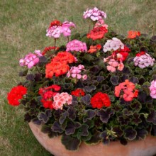 Пеларгония зональная Горизонт Шедоу Микс [100 шт] (инкруст. семена) - ООО «Семена Тут»