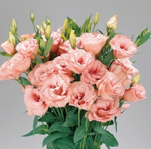 Эустома Супер Мэджик  Эприкот [100 шт] - ООО «Семена Тут»