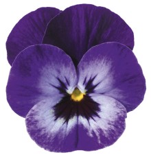 Виола рогатая Дельтини F1 Виолетт Блю [1000 шт] - ООО «Семена Тут»