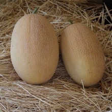 Дыня Оксана F1 - ООО «Семена Тут»