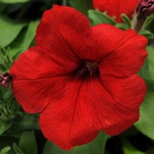 Петуния мультифлора Ло Ридер Ред  [1000 драже] - ООО «Семена Тут»