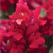 Львиный зев Снэпшот Ред [1000 шт] - ООО «Семена Тут»