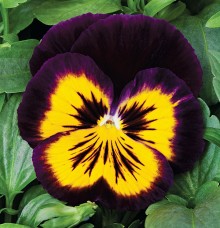 Виола крупноцветковая Карма Миднайт Сан [1000 шт] - ООО «Семена Тут»