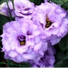 Эустома Корелли 2 Лавендер  [1000 драже] - ООО «Семена Тут»