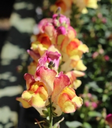 Львиный зев Снэпшот Сансет [1000 шт] - ООО «Семена Тут»