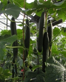 Огурец Карим F1 - ООО «Семена Тут»