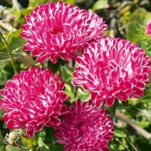 Астра Риббон Ред [1000 шт] - ООО «Семена Тут»