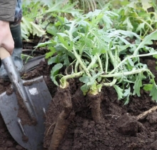 img-1: Катран Аккорд - ООО «Семена Тут»