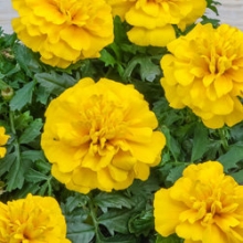 Бархатцы отклоненные Чика  Еллоу [100 шт] - ООО «Семена Тут»
