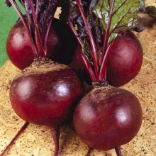 Свекла Детройт (фракция 3,0-4,0 мм)(инкруст. семена) - ООО «Семена Тут»