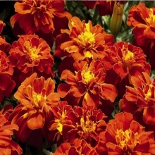 Бархатцы отклоненные махровые Ред Черри - ООО «Семена Тут»