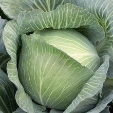 Капуста белокочанная Муксума F1 - ООО «Семена Тут»