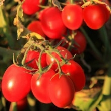 Томат 6 Пунто 7 F1 - ООО «Семена Тут»