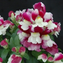 Львиный зев Флорал Шауэрс Вин Биколор [1000 шт] - ООО «Семена Тут»