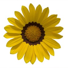 img-1: Газания Энорма Еллоу Виз Ринг [1000 шт] - ООО «Семена Тут»