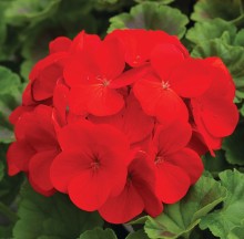 Пеларгония зональная Пинто Премиум Дип Ред [1000 шт] - ООО «Семена Тут»
