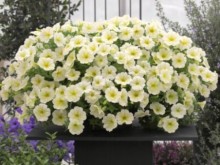 img-2: Петуния ампельная Опера Лемон [250 драже] - ООО «Семена Тут»