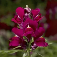 Львиный зев Снаптини Виолет [1000 шт] - ООО «Семена Тут»