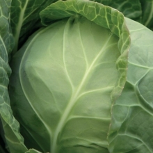 Капуста белокочанная Миррор F1 - ООО «Семена Тут»