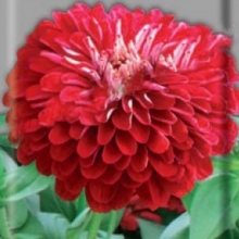 Цинния георгиноцветковая Супер йога Вайн - ООО «Семена Тут»