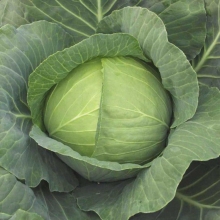 Капуста белокочанная Ройал Вонтаж F1 - ООО «Семена Тут»