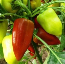 Перец Катрин - ООО «Семена Тут»