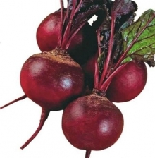 Свекла Болтарди - ООО «Семена Тут»