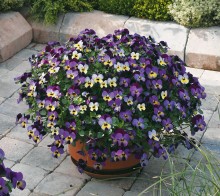 img-1: Виола рогатая Эндурио F1 Блю Еллоу виз Пурпл Винг [1000 шт]*** - ООО «Семена Тут»