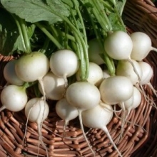 Редис Моховский - ООО «Семена Тут»