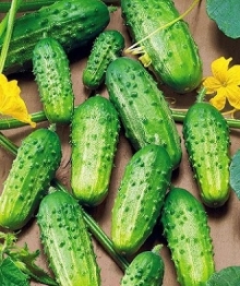 img-1: Огурец Родничок F1 - ООО «Семена Тут»