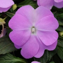 Бальзамин новогвинейский Дивайн Блю Парпл [100 шт] - ООО «Семена Тут»