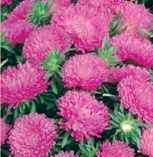 Астра низкорослая Розовый ковер* - ООО «Семена Тут»