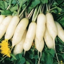 Редис Осенний гигант (фракция 3,0-4,0 мм) - ООО «Семена Тут»