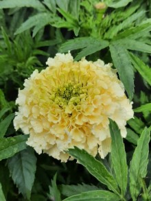 img-1: Бархатцы прямостоячие Вайтголд Макси [50 шт] - ООО «Семена Тут»