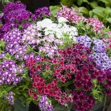 Флокс Попстарс Формула микс [1050 шт] - ООО «Семена Тут»