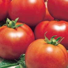 Томат Максимка - ООО «Семена Тут»