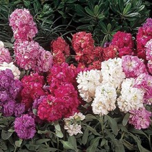 img-1: Маттиола Винтаж микс [1000 шт] - ООО «Семена Тут»